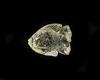 Quartz fish