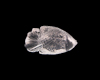 Quartz fish Quartz fish